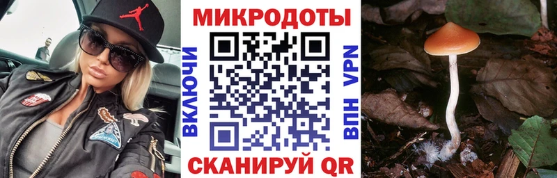 купить   Вязьма  Псилоцибиновые грибы Psilocybine cubensis 